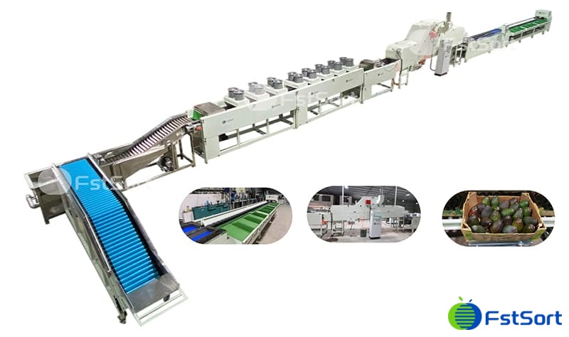 images/1658994066389clasificadora de aguacate.jpg